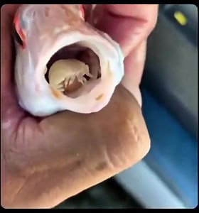 202K views · 757 reactions | Cymothoa exigua, známý také jako...