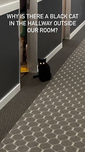 4.4K views · 49 reactions | Why is there a black cat outside our hotel room in the hallway? Halloween season has begun!  | Volfgang Twins | Facebook