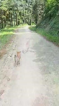 Dogging #nature