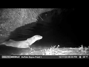 Houston Otter Love ❤🦦🦦