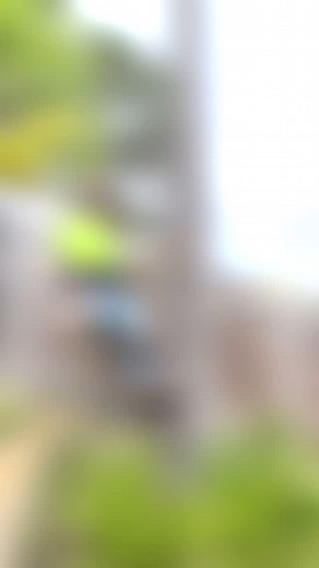 Tree service 🌴 🦁#treeservice #sandiego #palmtreetrimming | Lionlandscape SD