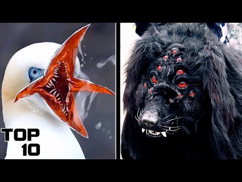 Top 10 Weirdest Animals Found In Chernobyl