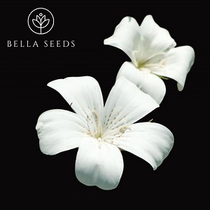 Agrostemma (corn Cockle) Ocean Pearls Seeds, 25 Seeds - Etsy