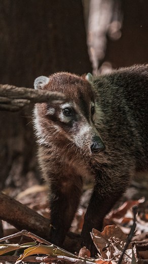 One with the howlers and one with nature, Johnny from The Explorers team feels most at home surrounded by green. As he guides the way of those who wish to uncover the unseen side of the peninsula, he makes sure to highlight its biological significance as one of the last tropical dry forests of its kind on Earth. #peninsulapapagayo #theexplorers #explorenature #explorewithus #ecosystem | Peninsula Papagayo | Facebook