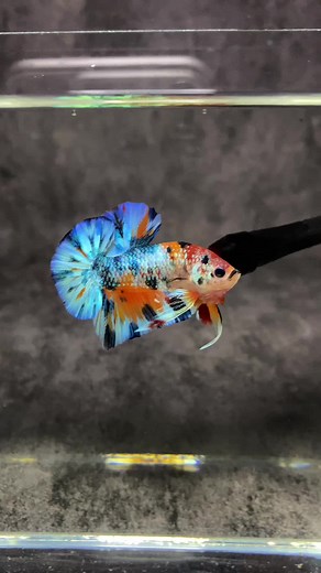 Hiệp Betta Farm trên TikTok