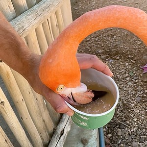 The flamingo crew is chowing down on a tasty brunch! 🦩🦩🦩 | San Antonio Zoo