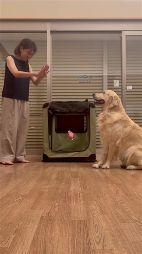 Today, Tara learned to close his kennel curtain with do as I Do… for a little doggy privacy😆#doasidodogtraining | Do as I Do