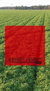 1K views · 18 reactions | Georgia Peanut Commission is more than proud to support our peanut farmers! Watch now to learn more about Georgia peanuts. 樂❤️ #gapeanuts #peanuts #georgiagrown #healthy | Georgia Peanuts | Facebook