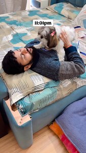 12K views · 1.7K reactions | Daily Night scenes  . . #funnyreel #shihtzu #foryou #explorepage #dogsofinstagram | Ozzu Theshihtzu | Facebook