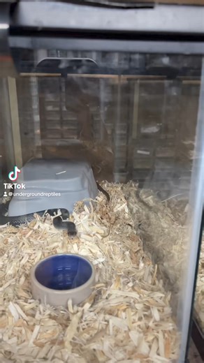 1.8K views | Sound on! Don’t forget to follow us on TikTok!...