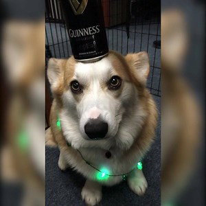 ☘️Ba mhaith liom pionta! Sláinte! ☘️ | Squish Da Corg