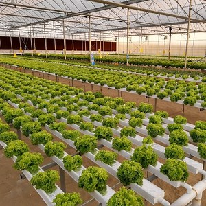 [Hot Item] Hydroponic Nft 2X4 UPVC Hydroponics System Nft PVC Pipes Nft Pipe