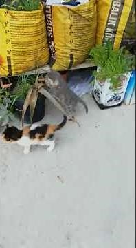 Cats Mating (Funny Animals)