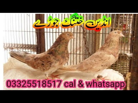 indian Pigeon breed in pakistan / khatang kabootar #indiankabootar #pigeonlover #kabootaronline