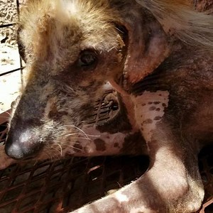 DEFEATED but not out... Anemic, heart worm positive, severe mange, emaciated, he doesn't have alot going for him does he? He's a young boy, barley an adult, we think he deserves a chance, can you help us please?! https://www.montegobayanimalhaven.com/donate Roster is presently at Phoenix if you would like to make a direct donation to them @phoenixvetcare #donationsneeded #help #pleaseshare #mange #starvation #adoptdontshop #mbah #animalangels #rescue | Montego Bay Animal Haven