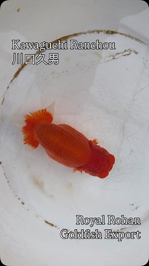 #Kawaguchi Ranchou #Japanese Goldfish #Japan Goldfish Culture #Japan Goldfish Export #The Journey of Japanese Goldfish #Royal Rohan Goldfish Export | 张琦