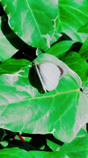 Amazing Closeup Nature on TikTok