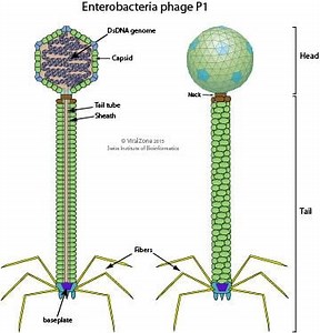 P1 phage - Alchetron, The Free Social Encyclopedia