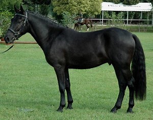 Esperia Pony Info, Origin, History, Pictures