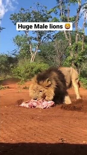 Huge Black Maned Lion charging for food 🦁🦁
