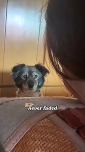 Link in bio 📍 #dogshop #dogs #dogslife #dogsofinstagram #DogsOfAmerica #dogsfeelings #instagram #bondedtails #love #trending #fyp #animallover #animalrescue #bond #pet #animallovers #viralnow | Bonded Tails