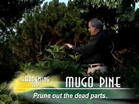 Mugo Pine