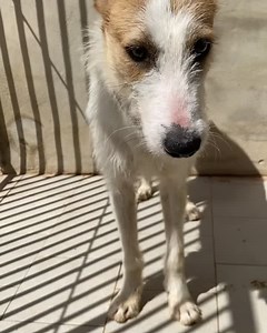 2K views · 303 reactions | Hi everyone...Captain Jack Sparrow is coming along and such a gentleman when he takes his treats...still a bit nervous but there is no rush and I know he will come round to enjoying getting attention...take care everyone xx #slowlyslowly #gentle #moretreats #hopeforpodencos #togetherwearestronger #smilesallround | Hope For Podencos | Facebook