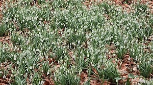 clip-3450450105-white-galanthus-snowdrops-flowers-blooming-spring