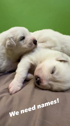 We interrupt your Thursday morning work to introduce our newest rescues: a pile of sleeping Great Pyr puppies. Please help us name them! Also, it took everything in my power not to curl and go to sleep with them. Michelle #zeusrescues | Zeus' Place