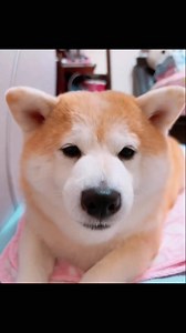 2.4K views · 629 reactions | Is it smile 浪 | Shiba Inu Overload | Facebook