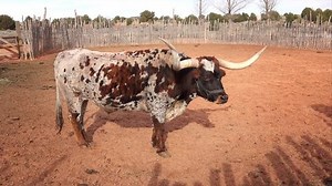 Texas Longhorn Steer Pen Pipe Spring: Video có sẵn (100% miễn phí bản quyền) 14925463 | Shutterstock