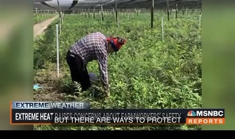 13 reactions | Emory School of Nursing assistant professor, Dr. Roxana Chicas, spoke with MSNBC about farmworker safety as farmworkers are facing extreme heat due to climate change. Watch the interview below. #EmoryNursing #Farmworkers #ClimateChange | Emory University Nell Hodgson Woodruff School of Nursing | Facebook