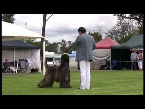 Ch Karakush Jethro Bodine