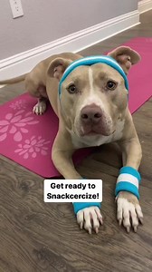 "Pitbull kisses: the sweetest form of affection."  : pitbulldoggoss | Loyal Pitbull Lover Community | Facebook