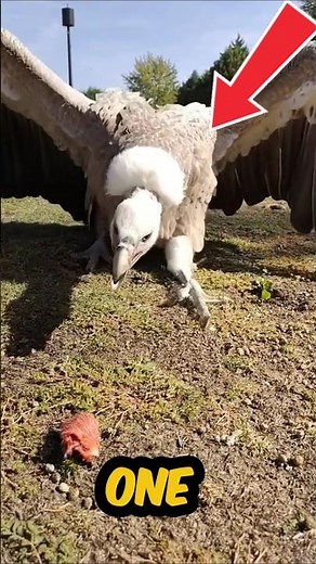 Bizarre Zoo Animal Facts You Didn't Know 😨