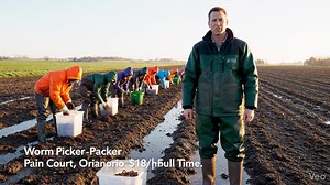 95K views · 1.5K reactions | Worm Picker-Packer Job in Ontario  Location: Pain Court, Ontario Wage: $18 per hour Work Type: Permanent, Full-Time This video shares a brief overview of the position including work conditions and basic requirements. Detailed breakdown available on our website. | Canada Work Update | Facebook