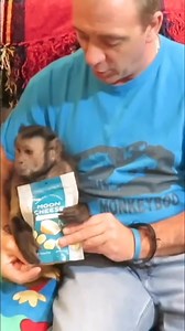 12K views · 1.1K reactions | MonkeyBoo tries moon cheese #monkey #cheese #snacks #pets | MonkeyBoo | Facebook