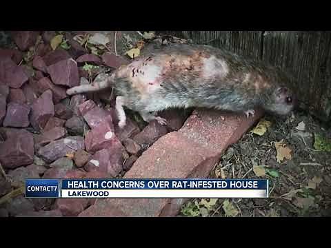 Rat-Infested House