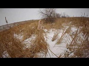 Pheasant Hunting in North Dakota 2024 GX010269 (4K)