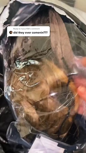 46K views · 125 reactions | chl0ebean - Reply to lilyluv158 THE SHEIN WIGS #shein #sheinwigs #alopecia #wigreview #bald #MakeABunchHappen #foryoupage #fyp #syntheticwig #braidedwig | Chloe Marie Bean | Facebook