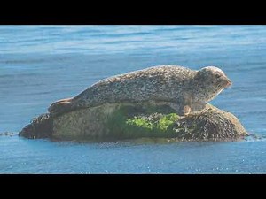 Harbour seals hanging out