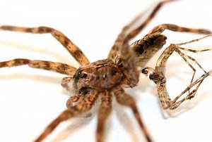 Why Male Dark Fishing Spiders Spontaneously Die After Sex