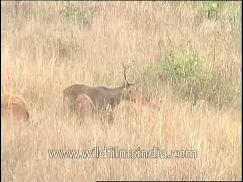 Barasingha chasing a female