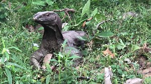 Finding Food • • • • • Land Monitor Lizard - Varanus Bengalensis @ Wilpattu, Sri Lanka iPhone X | Anton Wildlife Photographer