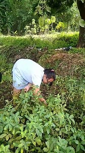 Cara Panen Kacang Tanah Dengan Cepat Dan Mudah. | Mustakim | Facebook