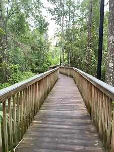 Listen to the sounds of nature as you walk towards Pool 5 through our nature trail at 📍Vacation Village at Parkway. #VacationVillage #parkway #orlando #visitorlando #lovetotravel #traveling #pooltime #vacationtime #VacationMode #getaway #vacation #staycation | Vacation Village Voyages
