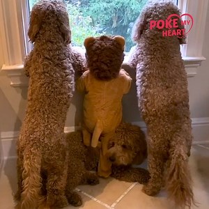 246K views · 296 shares | Cute Baby Lion | Poke My Heart | Facebook