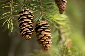 Are Pine Cones Edible? Only If You Follow These Steps!