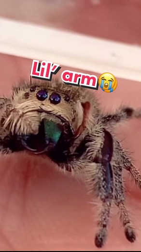 Adorable Baby Bearded Dragon Cleaning Itself | Cute Animal Video