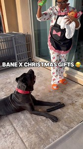 Bane gets Christmas presents from his favorite auntie 😂 #RaisingBane #dogtoys #funnydogvideos | Raising Bane